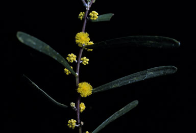 APII jpeg image of Acacia farinosa  © contact APII