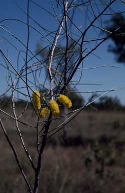 APII jpeg image of Acacia filamentosa  © contact APII