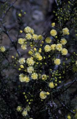 APII jpeg image of Acacia genistifolia  © contact APII