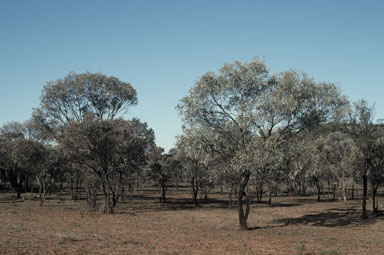 APII jpeg image of Acacia harpophylla  © contact APII