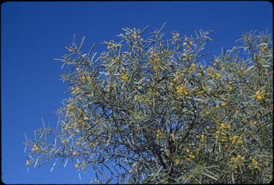 APII jpeg image of Acacia ligulata  © contact APII