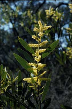 APII jpeg image of Acacia longifolia subsp. longifolia  © contact APII