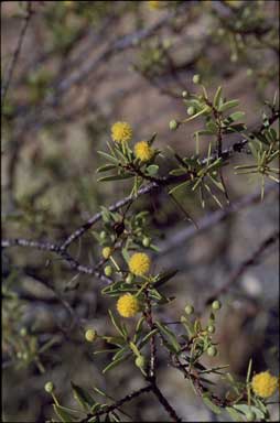 APII jpeg image of Acacia maitlandii  © contact APII