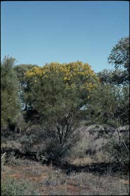 APII jpeg image of Acacia melvillei  © contact APII