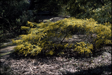 APII jpeg image of Acacia menzelii  © contact APII