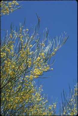 APII jpeg image of Acacia mutabilis subsp. angustifolia  © contact APII