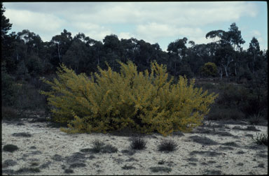 APII jpeg image of Acacia myrtifolia  © contact APII