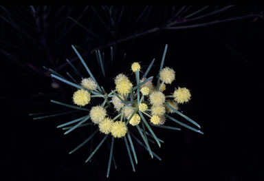 APII jpeg image of Acacia nematophylla  © contact APII