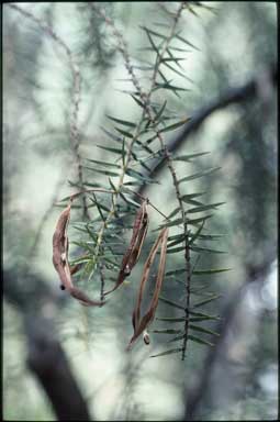 APII jpeg image of Acacia oxycedrus  © contact APII