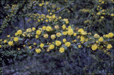 APII jpeg image of Acacia paradoxa  © contact APII