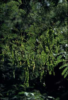 APII jpeg image of Acacia schinoides  © contact APII