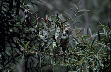 APII jpeg image of Acacia siculiformis  © contact APII