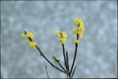 APII jpeg image of Acacia spinescens  © contact APII