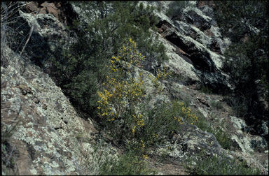 APII jpeg image of Acacia verniciflua  © contact APII