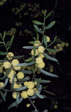 APII jpeg image of Acacia verniciflua  © contact APII