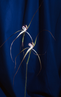 APII jpeg image of Caladenia patersonii  © contact APII