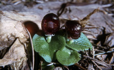 APII jpeg image of Corybas dilatatus  © contact APII