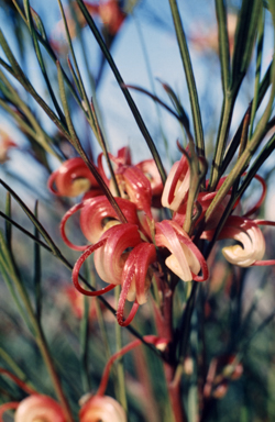 APII jpeg image of Grevillea johnsonii  © contact APII