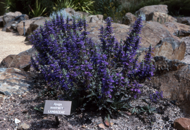 APII jpeg image of Ajuga australis  © contact APII