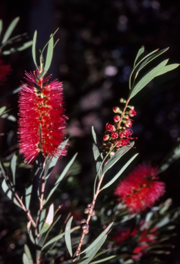 APII jpeg image of Callistemon phoeniceus  © contact APII