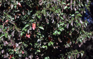 APII jpeg image of Hibiscus insularis  © contact APII