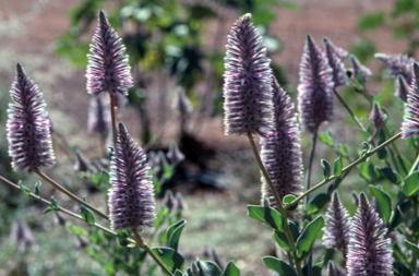 APII jpeg image of Ptilotus exaltatus  © contact APII