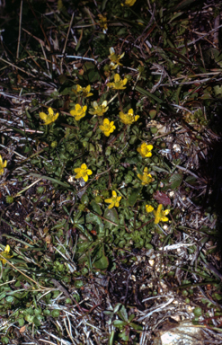 APII jpeg image of Ranunculus pimpinifolius  © contact APII