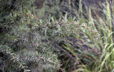 APII jpeg image of Acacia riceana  © contact APII