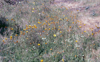 APII jpeg image of Xerochrysum subundulatum  © contact APII