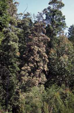 APII jpeg image of Eucryphia lucida 'Pink Cloud'  © contact APII