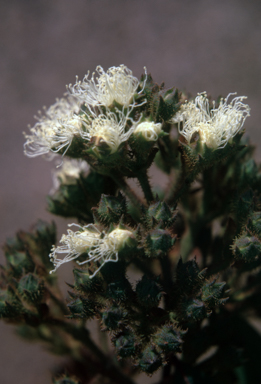 APII jpeg image of Angophora costata  © contact APII