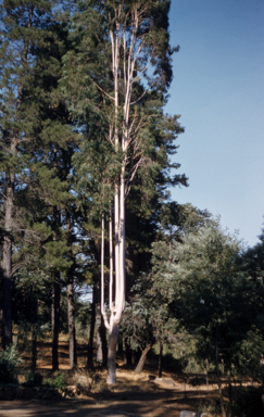APII jpeg image of Eucalyptus cladocalyx  © contact APII