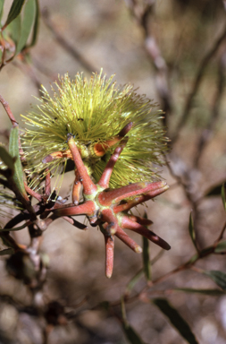 APII jpeg image of Eucalyptus lehmannii  © contact APII
