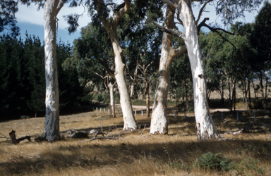 APII jpeg image of Eucalyptus leucoxylon  © contact APII
