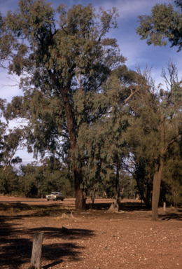 APII jpeg image of Eucalyptus sideroxylon  © contact APII