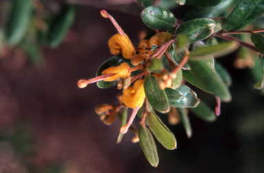 APII jpeg image of Grevillea chrysophaea  © contact APII
