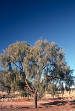 APII jpeg image of Acacia estrophiolata  © contact APII