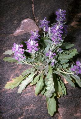 APII jpeg image of Ajuga australis  © contact APII