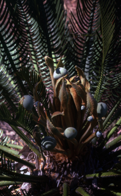 APII jpeg image of Cycas cairnsiana  © contact APII