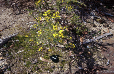 APII jpeg image of Acacia gordonii  © contact APII