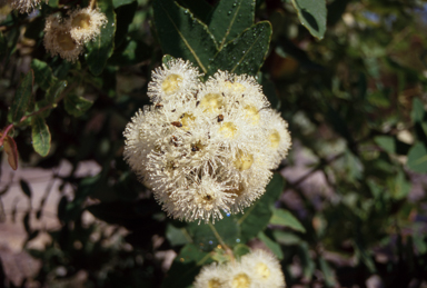 APII jpeg image of Angophora hispida  © contact APII