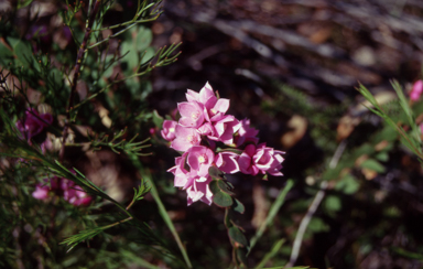 APII jpeg image of Boronia serrulata  © contact APII