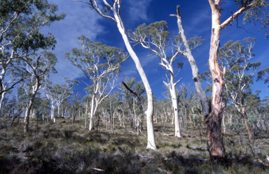 APII jpeg image of Eucalyptus rossii  © contact APII