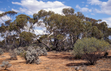 APII jpeg image of Eremophila sturtii  © contact APII