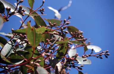 APII jpeg image of Eucalyptus notabilis  © contact APII