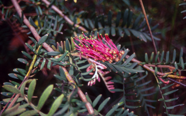 APII jpeg image of Grevillea caleyi  © contact APII