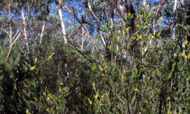APII jpeg image of Persoonia acerosa  © contact APII