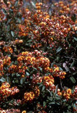 APII jpeg image of Gastrolobium parviflorum  © contact APII