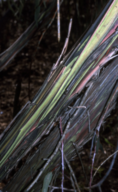 APII jpeg image of Eucalyptus caesia  © contact APII