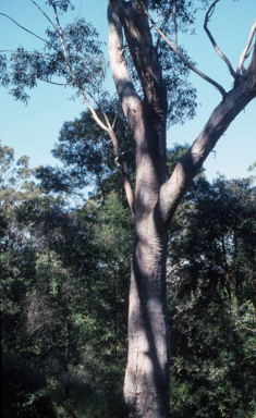APII jpeg image of Eucalyptus pilularis  © contact APII